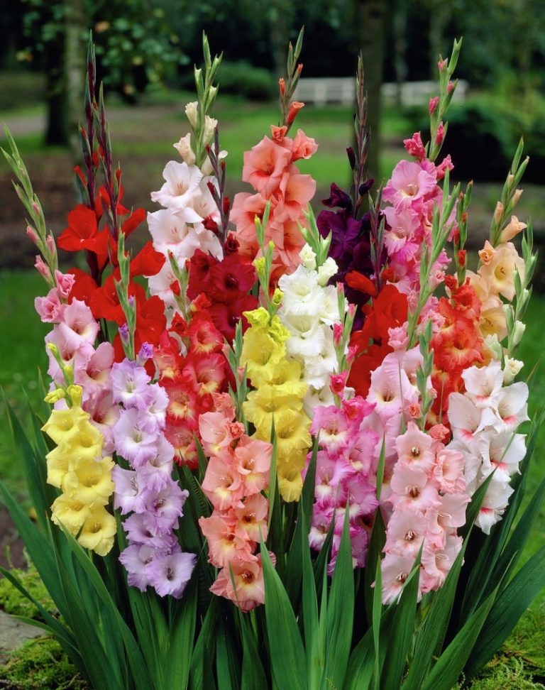A Message of Strength: Unveiling Gladiolus Meaning